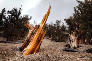 Bristlecone Pine-9170